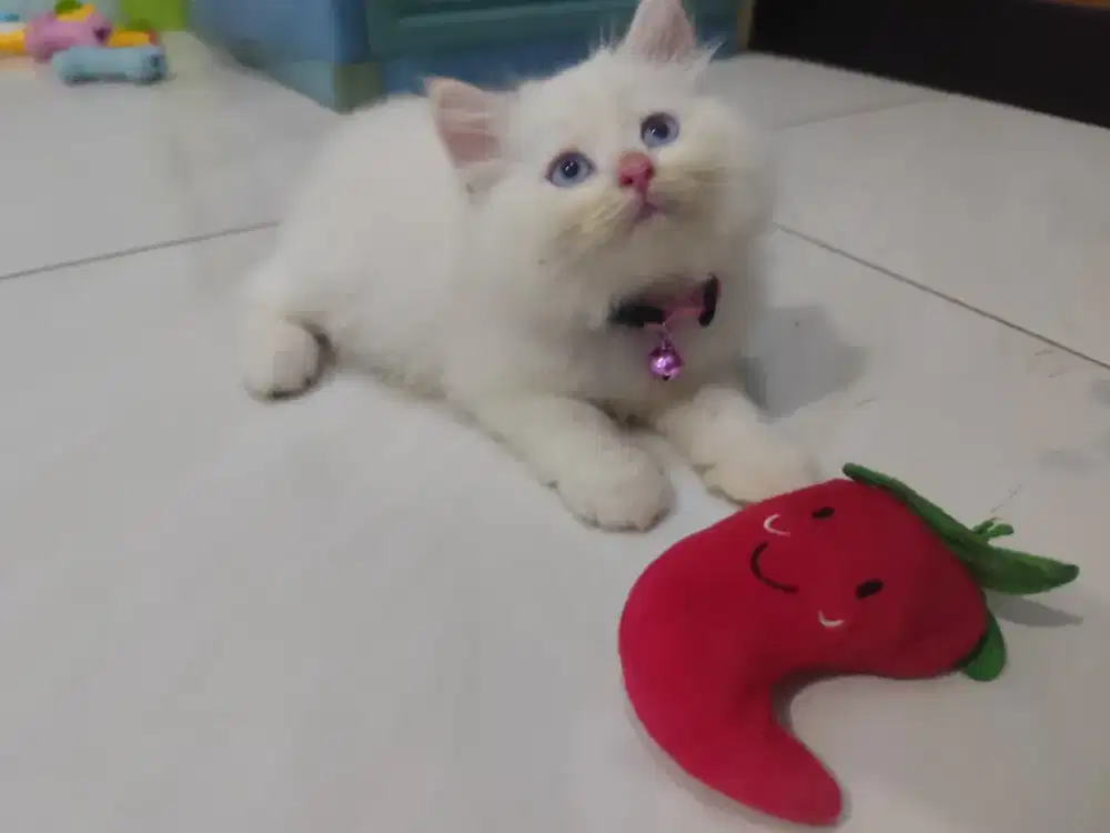 Dijual Anakan kucing Imut