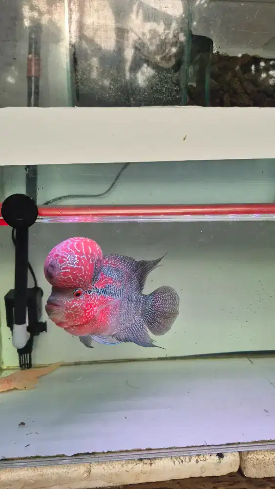 Ikan louhan srd jenong merah dan aquariumnya