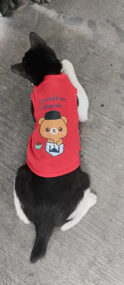 Cat Sitter (pengasuh kucing)