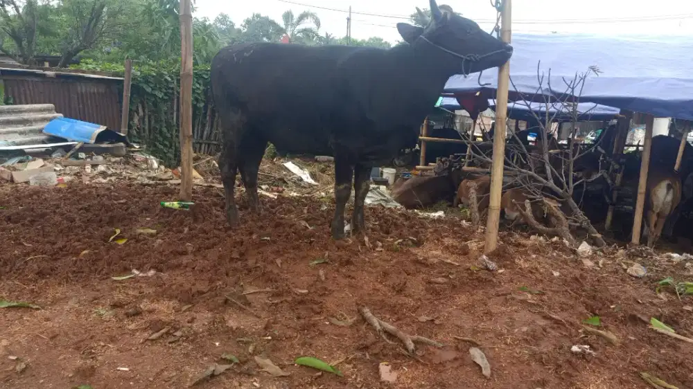 Sapi qurban ekonomis