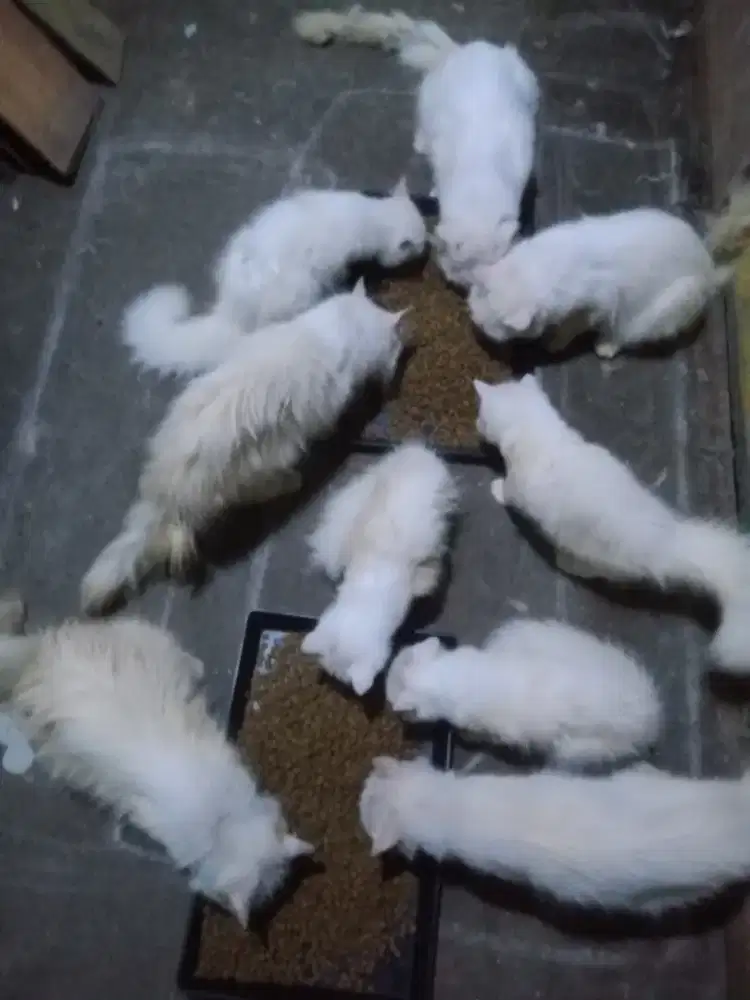 Kucing Persia butuh majikan