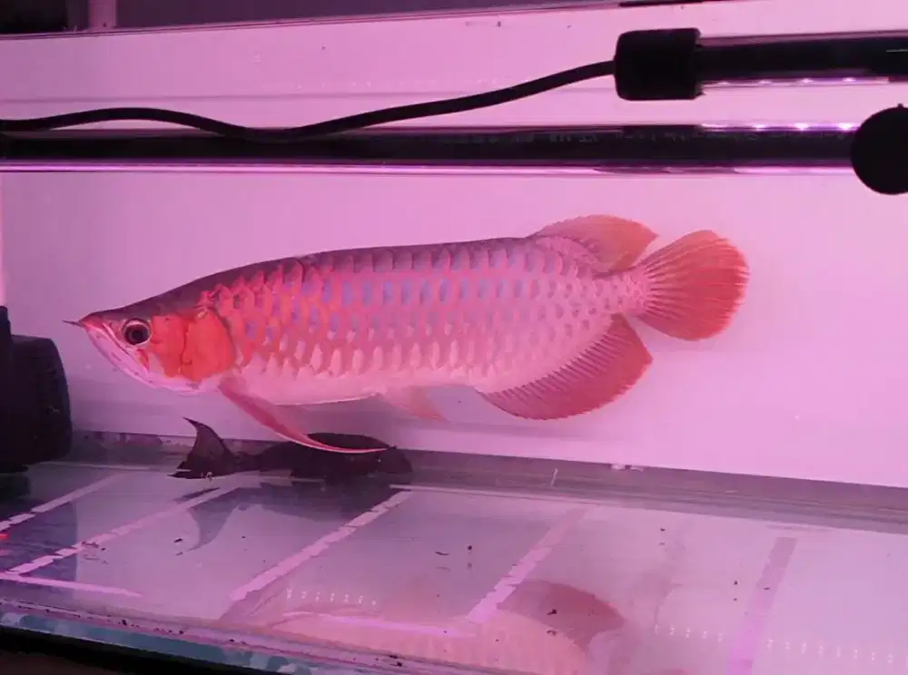 Arwana sr uk 48 cm