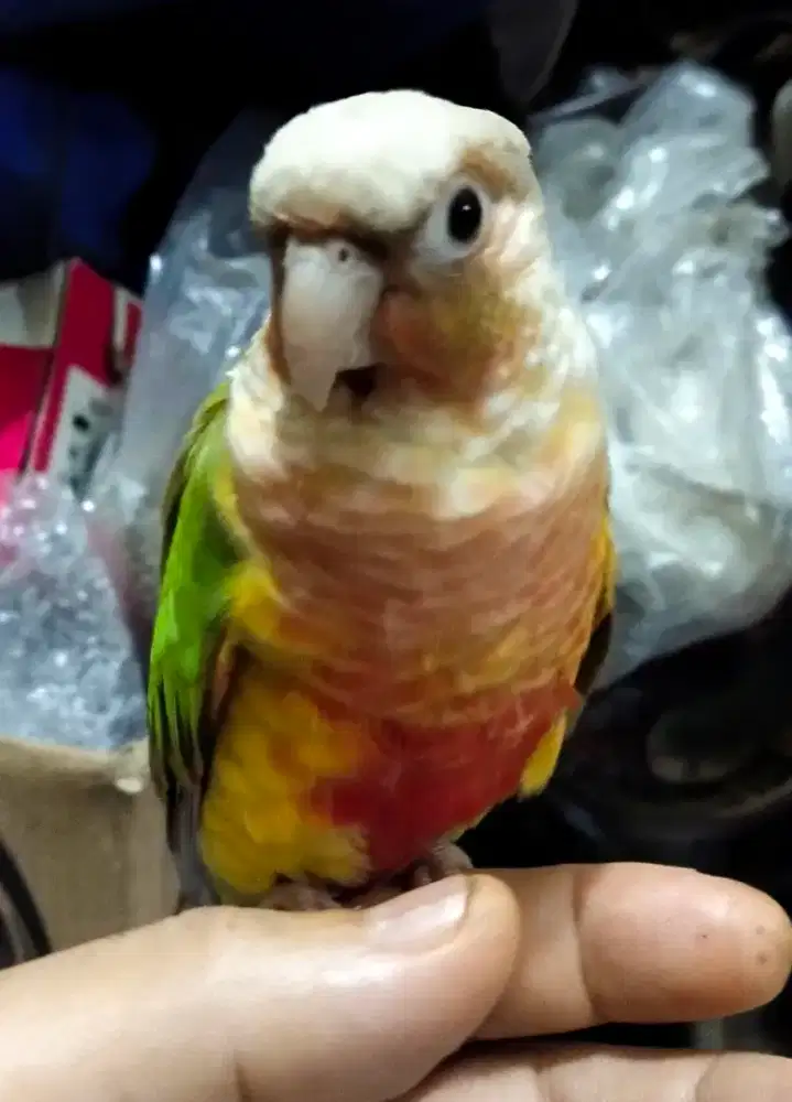 Pineapple RF conure sun connure falk