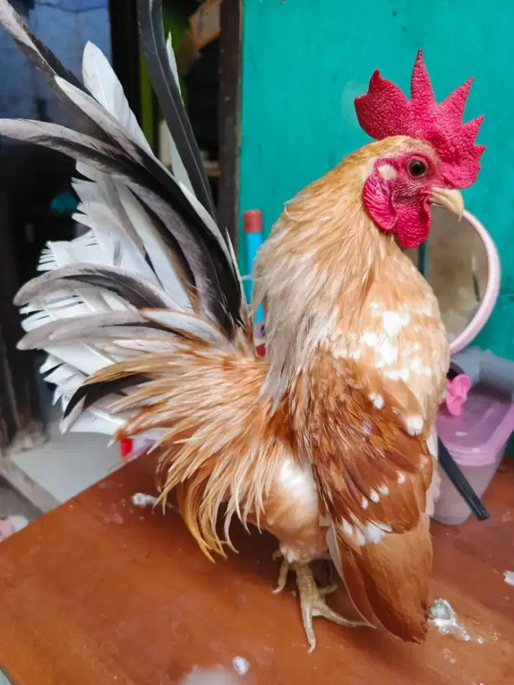 Sepasang serama produksi