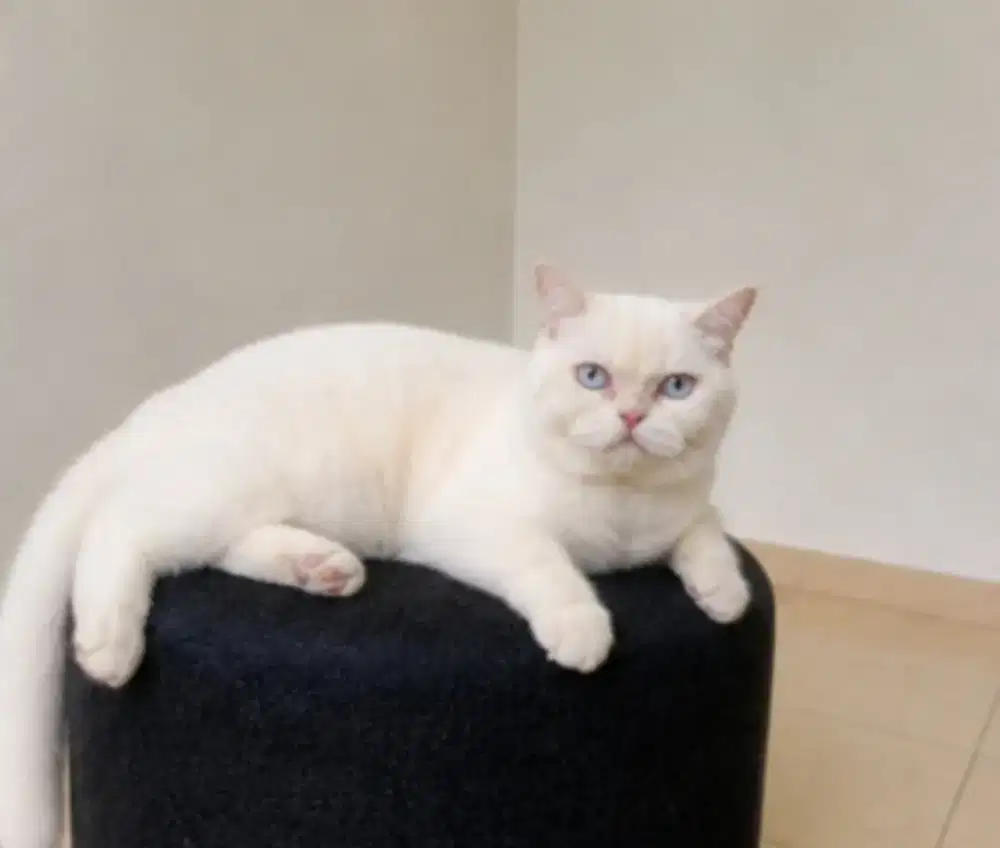 British shorthair point blue eye jantan murah aja