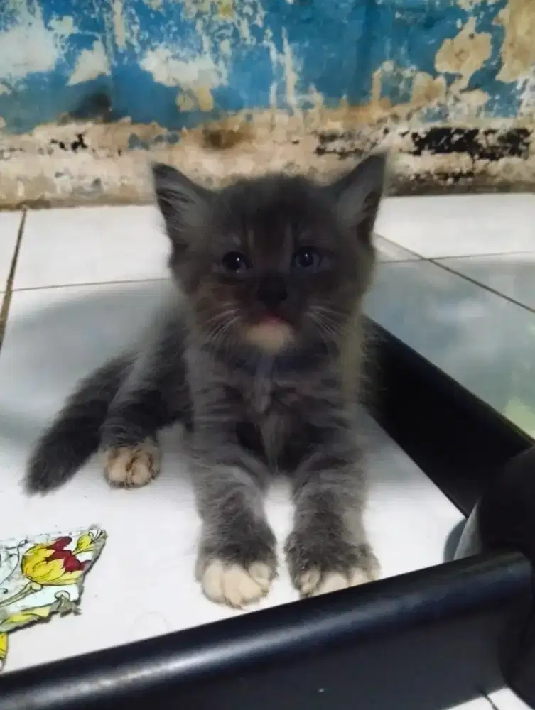 Lepas adopsi kucing ras asli persia