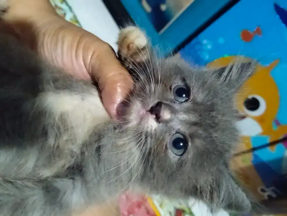 Lepas adopsi kucing ras asli persia warna abu