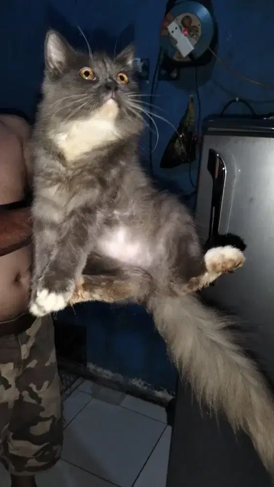 Lepas kucing ras asli persia usia 8 bulan