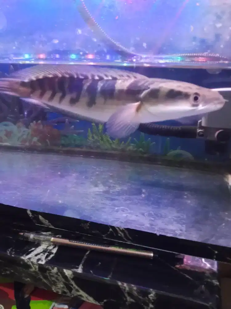 IKAN CHANA & ARWANA ALBINO