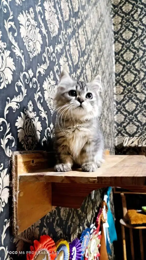 Munchkin Kitten Female