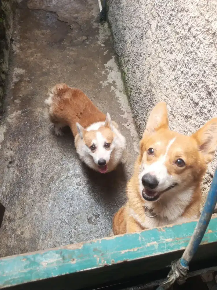 anjing corgi pembroke umur 1,5tahun