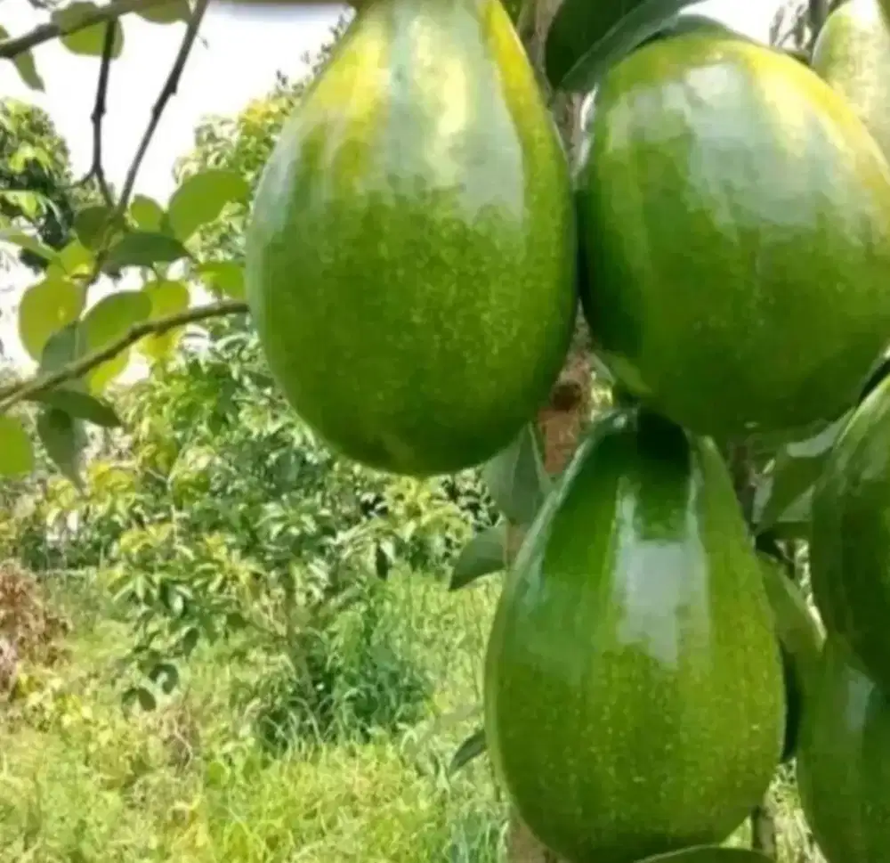 Bibit Buah Alpukat, Durian, Jambu Air, Kelengkeng dan Lainnya