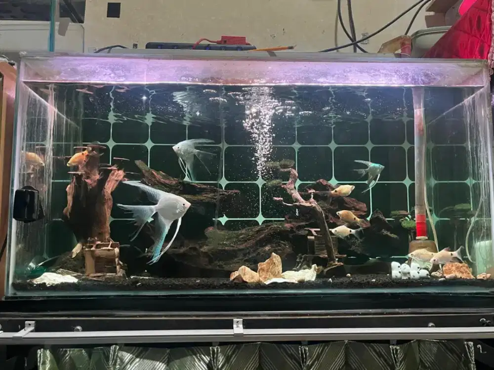 Aquarium Full Set plus ikan