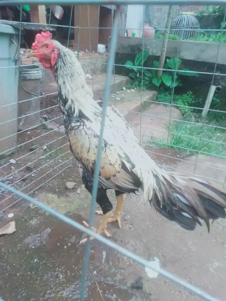 Ayam Bangkok Hias janggarran