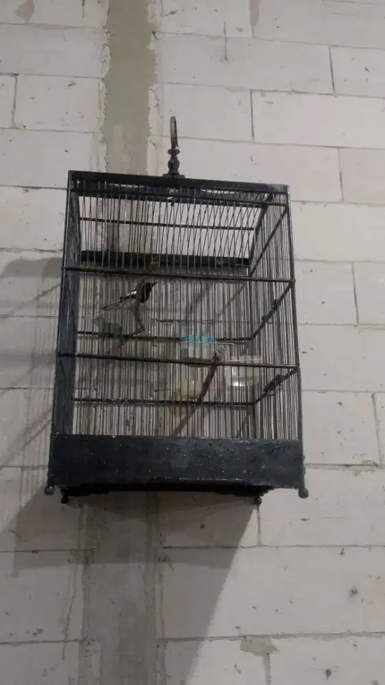 Burung Kacer jabar