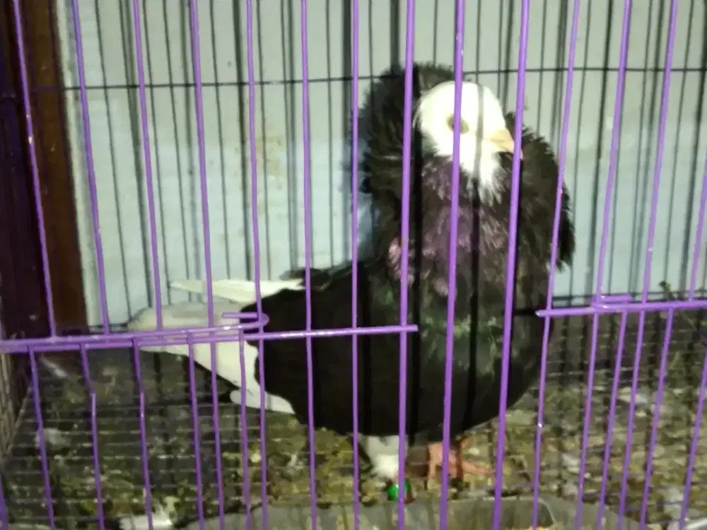 MERPATI HIAS CAPUCIN