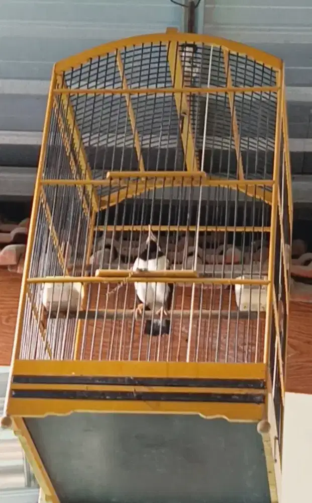 Jalak suren  dan kandang