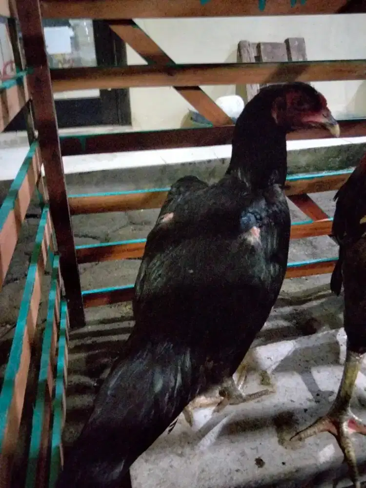 Ayam Bangkok Sepasang