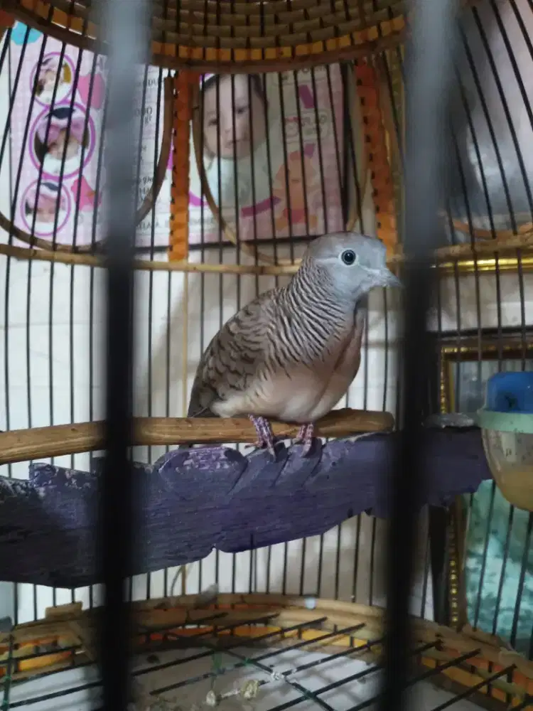 Burung perkutut bangkok