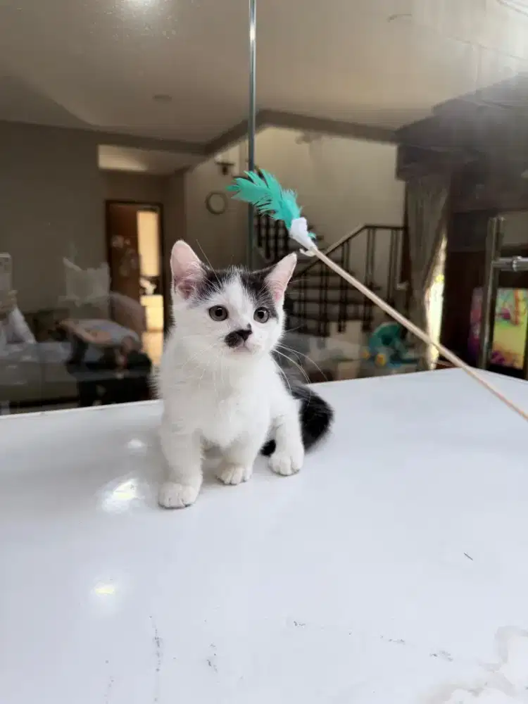 Kucing Munchkin