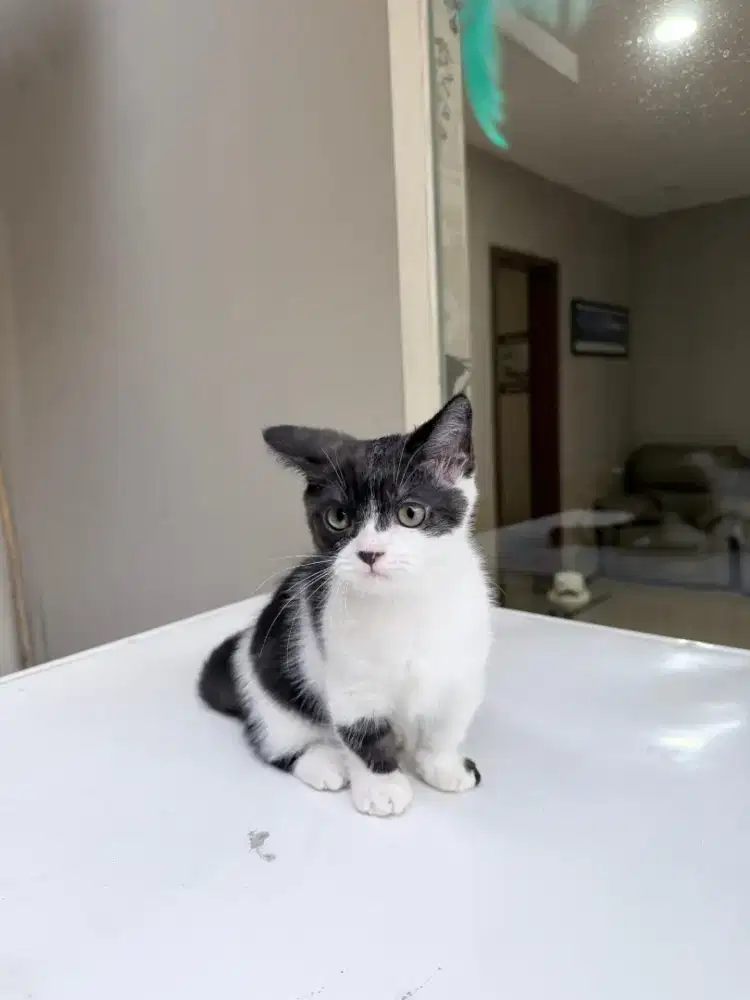 Kucing Munchkin