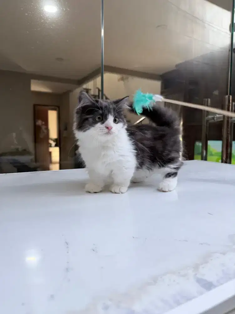 Kucing Munchkin