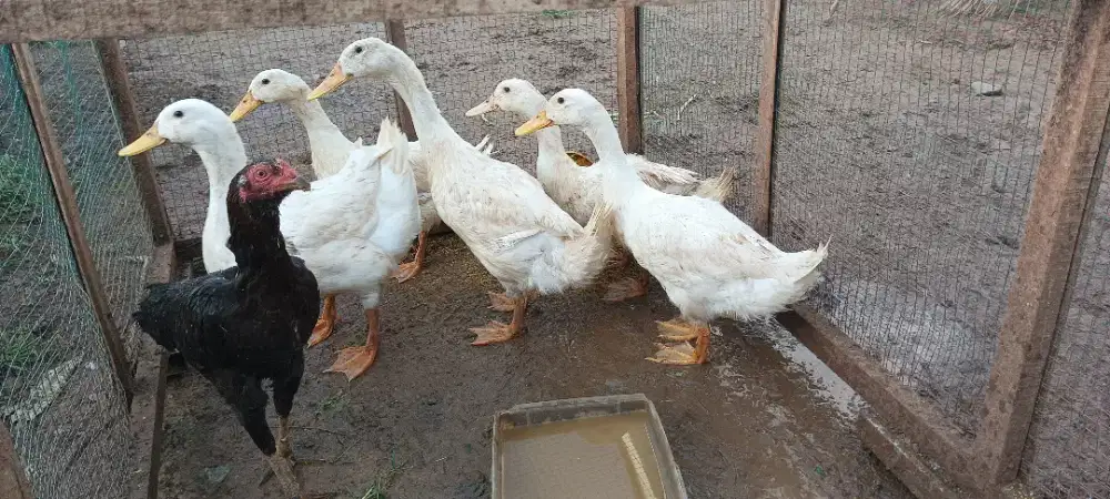 Bebek Peking dijual ada 5 ekor