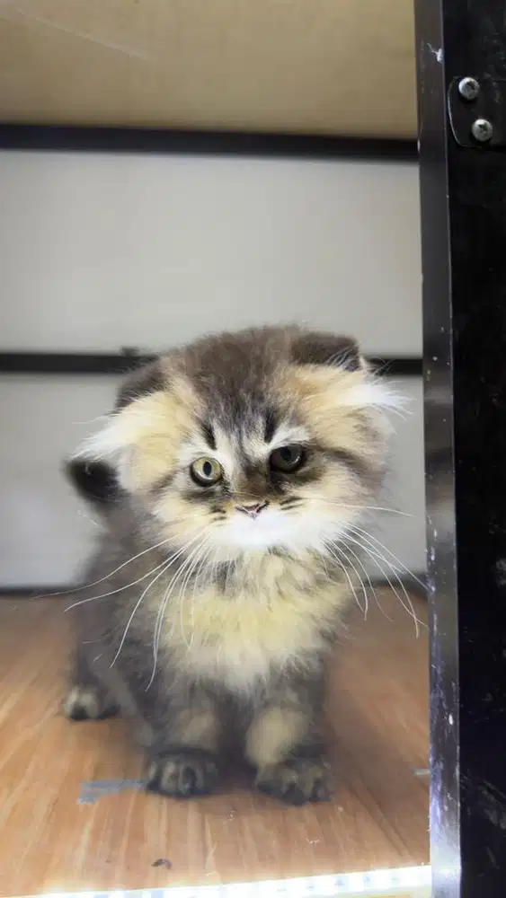 Kitten indukan BSH pure x Long Hair Fold