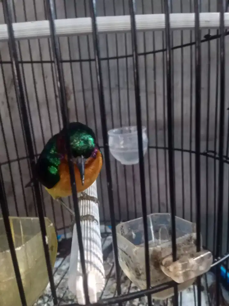 Burung hijau kowul
