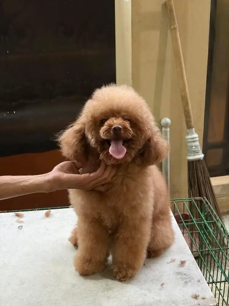 open adopt (tdk free) poodle umur 3 thn wrn coklat