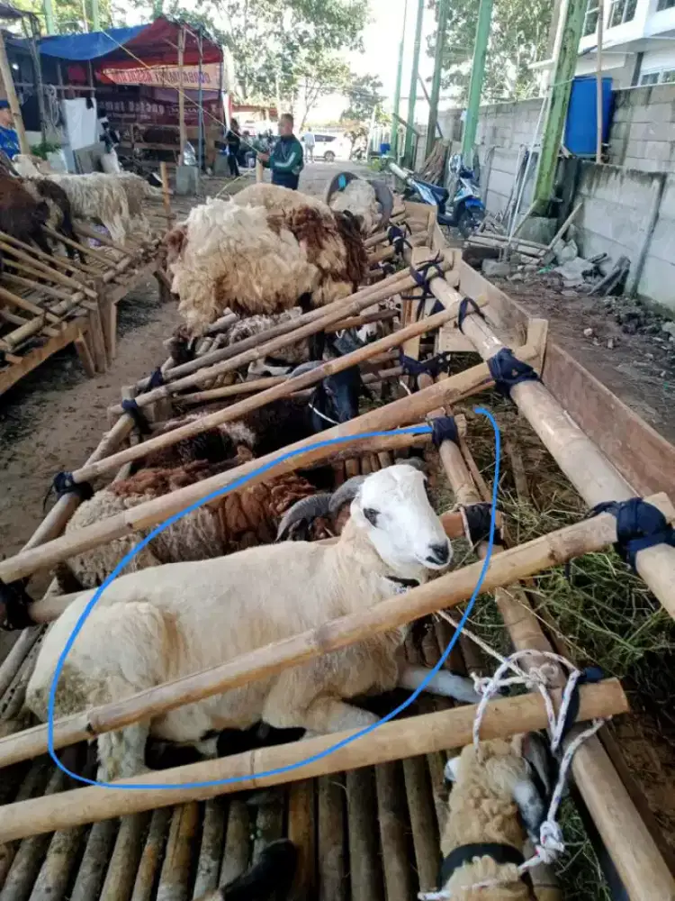 Jual hewan qurban murah duajutaan bisa qurban