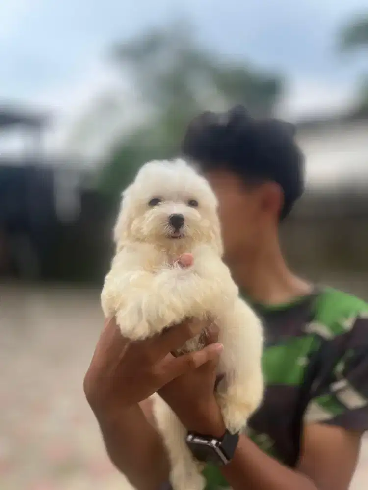 Anjing poolde maltipo maltis jantan