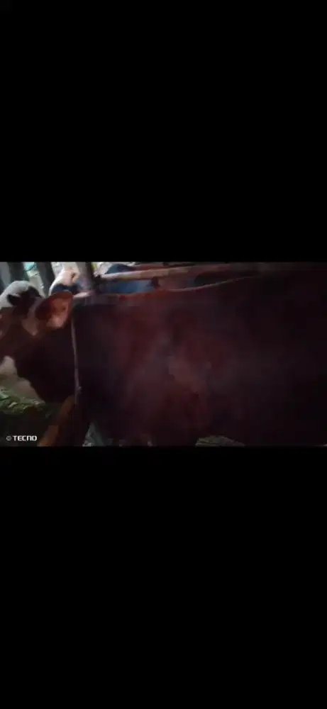 Sapi Qurban Gratis Ongkir Purwokerto