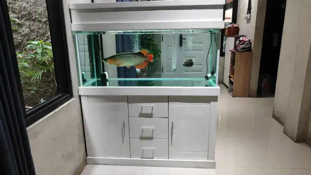 Arwana Super Read dan Aquarium full seat