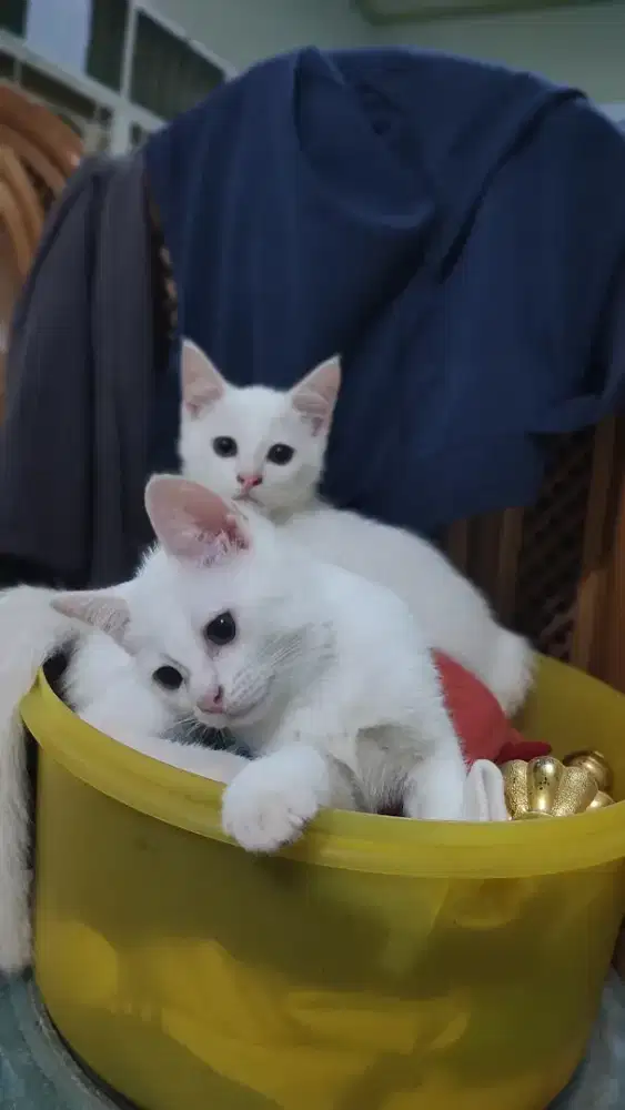 Kucing Mixdom persia jantan