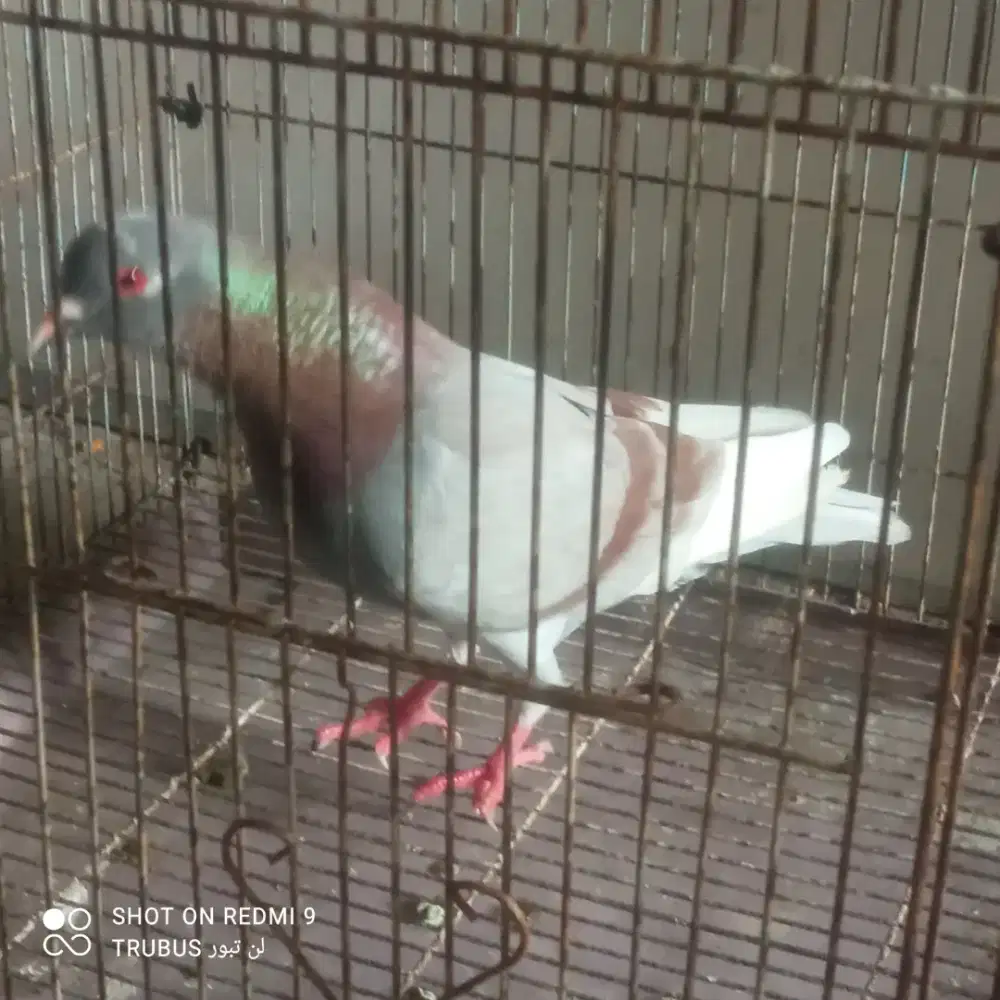 burung merpati jantan