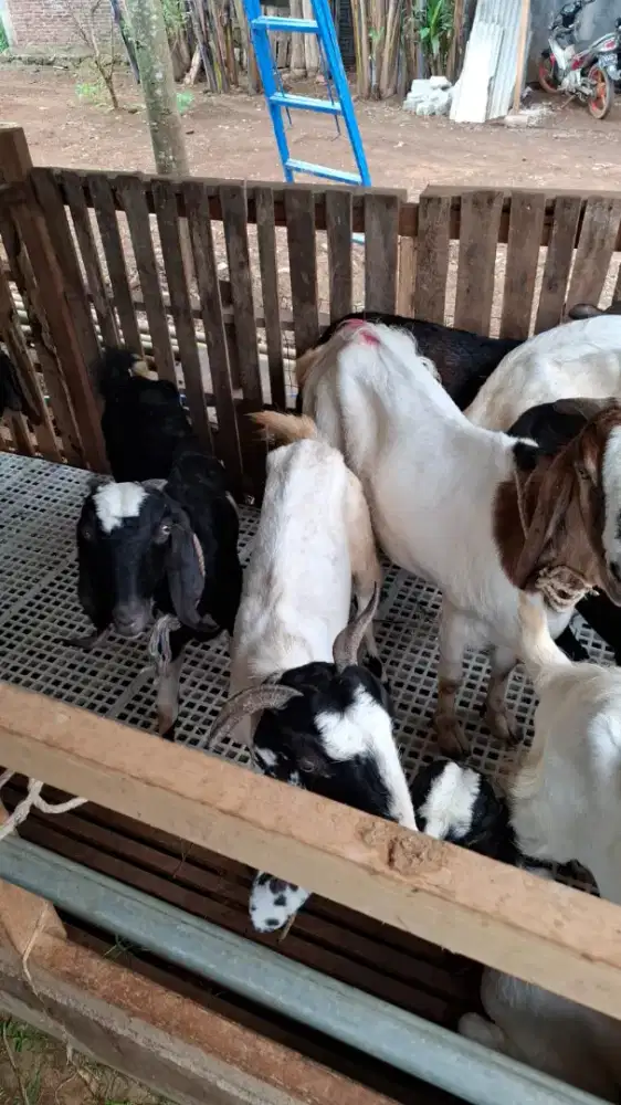 Kambing dan Domba Qurban Gratis Ongkir Purwokerto