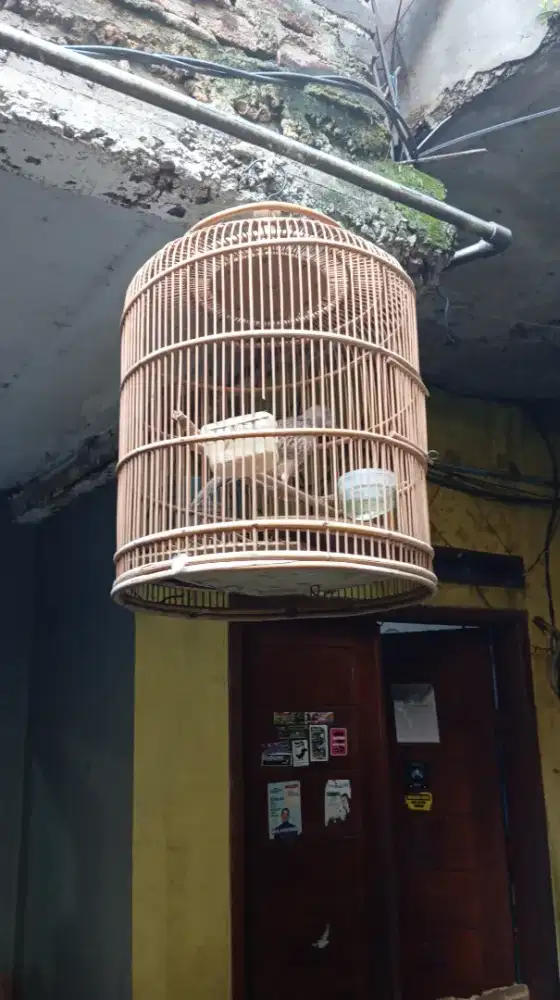 Burung tekukur kuk2 fulset