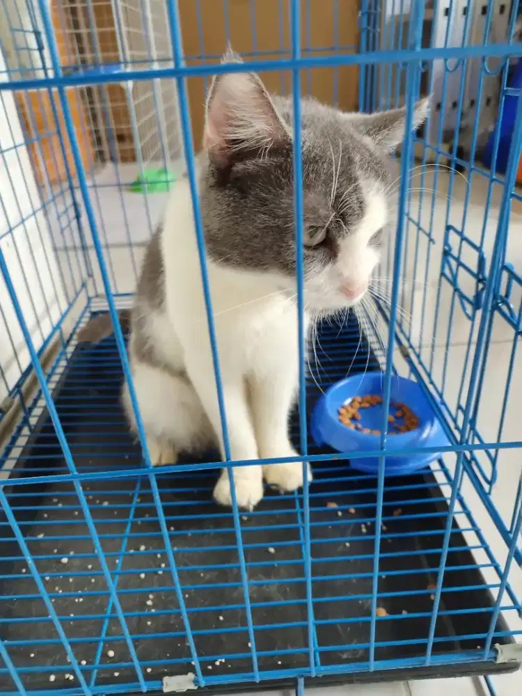Adopsi kucing gratis