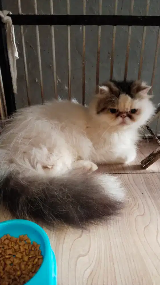 Persia Peaknose Sepasang