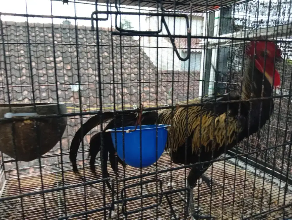 Ayam bekisar jago