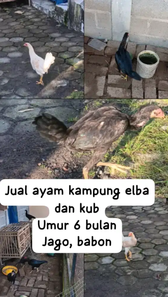 Jual Ayam Kampung Elba dan KUB
