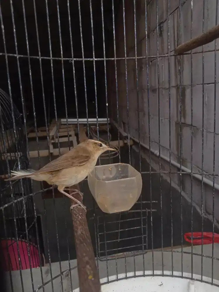 Burung Kerak Basi Alis Hitam/ Shin-chan