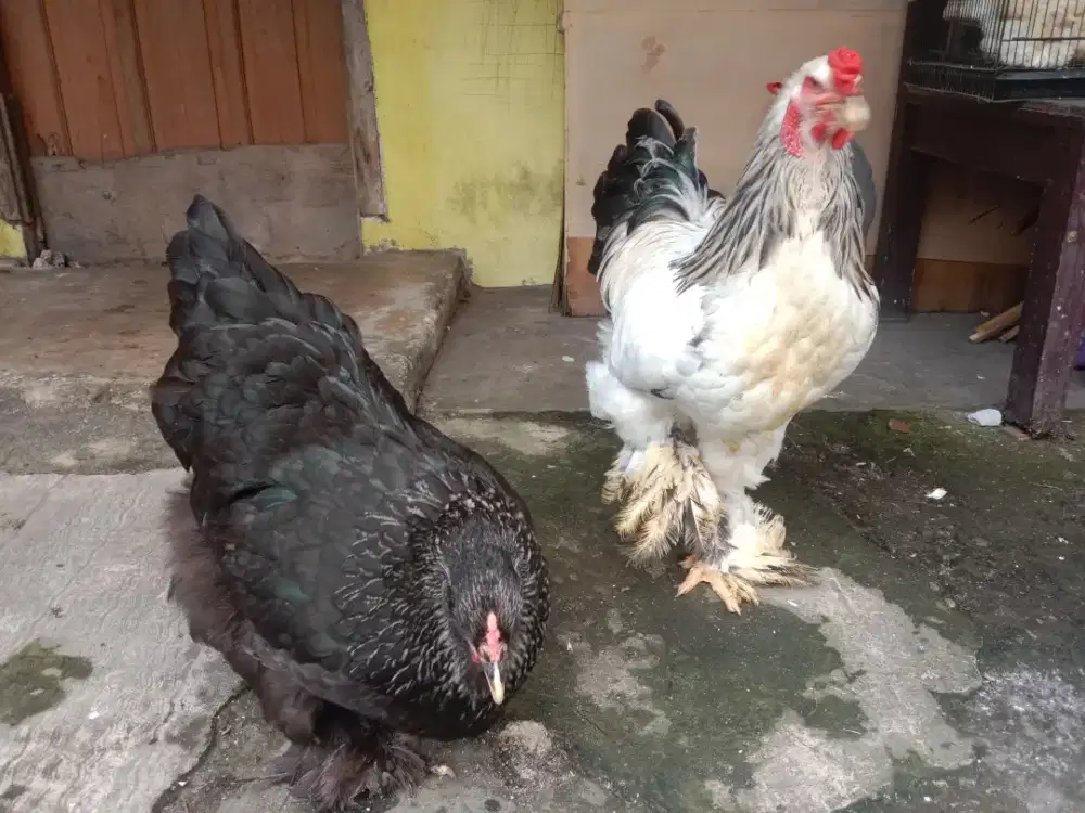 Sepasang Ayam Brahma jumbo.