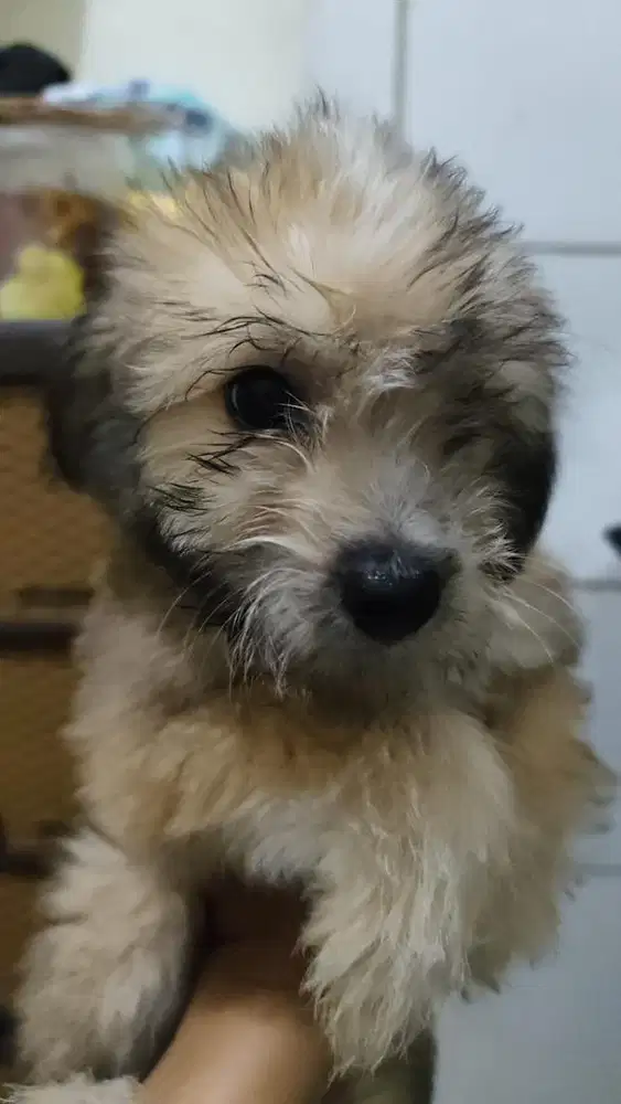 open adopt mix poddle