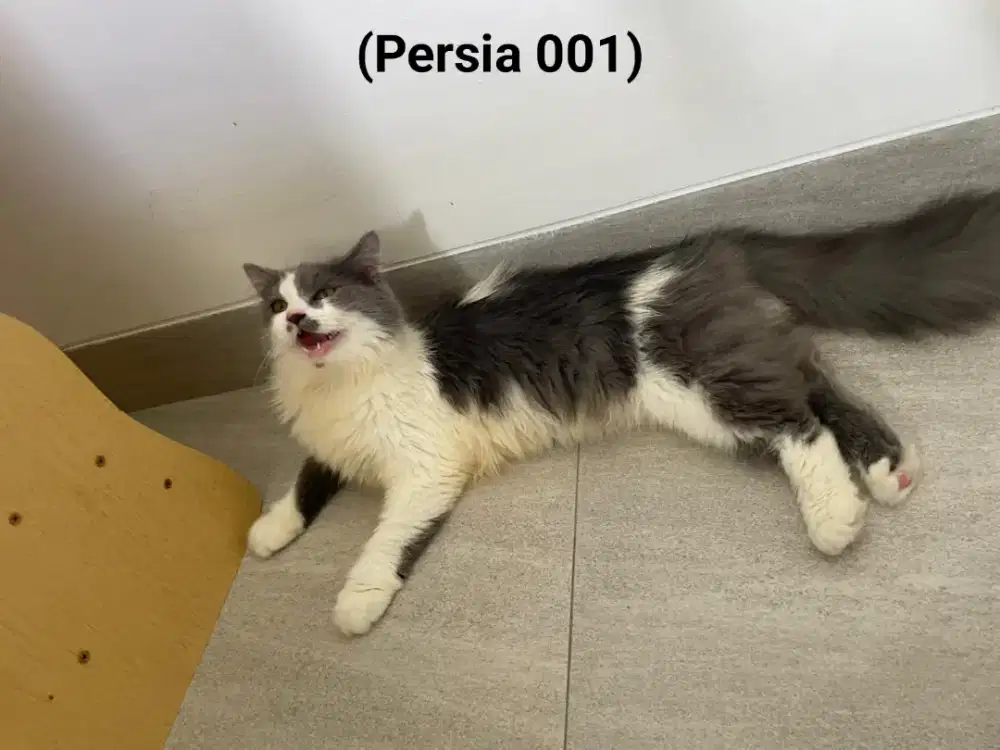 Kucing Persia Mix Medium