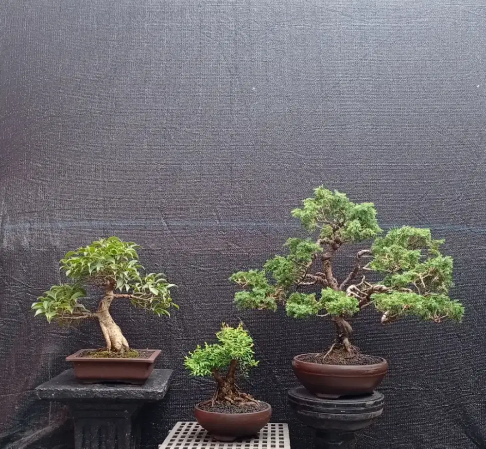 3 pot bonsai mini cantik