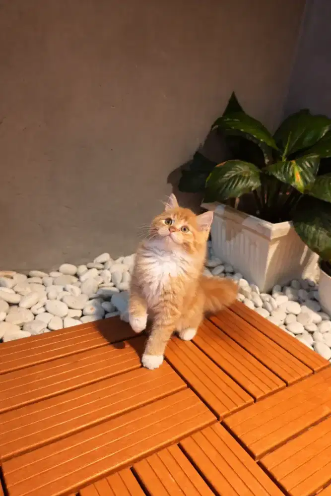 KUCING PEAKNOSE