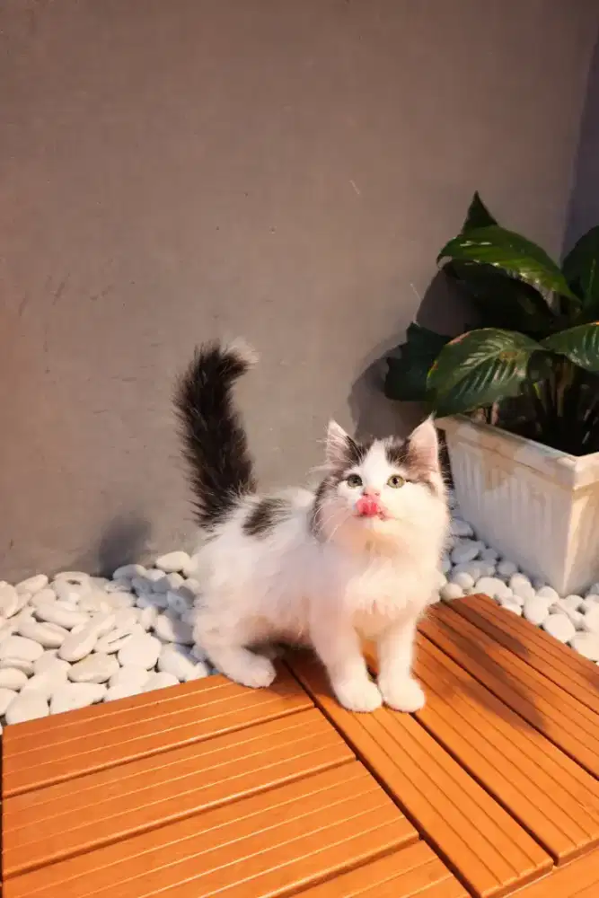 Kucing Persia 2bulan