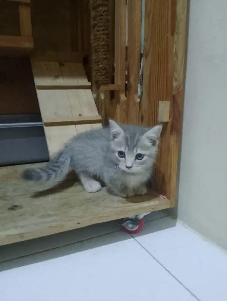 Kucing Munchkin BSH blue taby/cebol British shorthair/kaki pendek